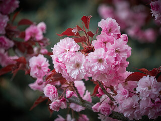 Bright branches of Japanese sakura close-up