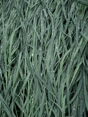 Close-up of long green grass blades covered in fresh raindrops or dew, capturing a natural, serene, and refreshing atmosphere.