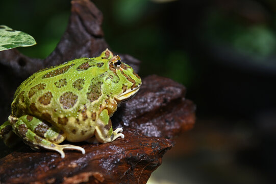 The green frog sitting in the shallow water