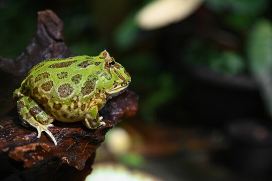 The green frog sitting in the shallow water