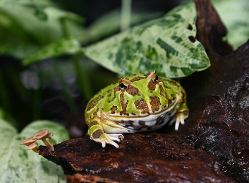 The green frog sitting in the shallow water