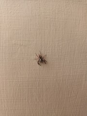 A curious jumping spider on a textured wall, close-up