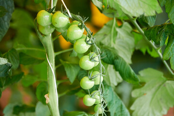 Cherry Tomatoes Ripening on the Vine Outdoors