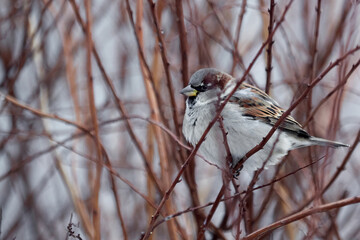 City sparrow in the branches of a winter tree close-up