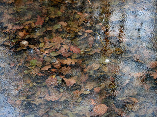 Autumn foliage as texture under ice. Nature background in dark ochre color