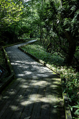 夏の奥日光　湯の湖の遊歩道の木道