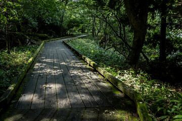 夏の奥日光　湯の湖の遊歩道の木道