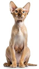 Fototapeta premium Sphynx Cat Sitting Gracefully Isolated on Clean White Background