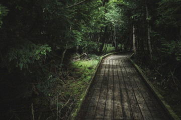 Obraz premium 夏の奥日光 湯の湖の遊歩道の木道