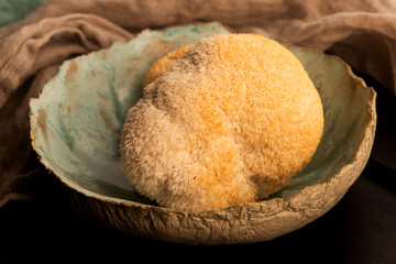 Hericium erinaceus mushroom monkey head mushroom, bearded tooth fungus, bearded hedgehog mushroom, pom pom, lion`s mane mushroom. Far Eastern medicine use this mushroom © joanna wnuk