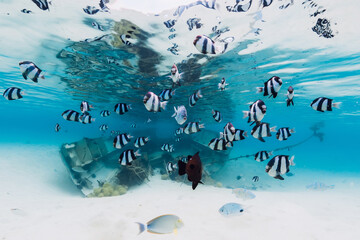 School of tropical fish in blue ocean with wreck of boat on sandy bottom, underwater in Mauritius
