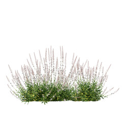 Gaura lindheimeri Flowering Plant Isolated on Transparent Background for Landscape and Garden Design