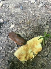 Obraz premium A brown slug is slowly approaching a piece of rotting fruit on the forest floor. The surrounding ground is covered in dirt and small plants, indicating a natural habitat.