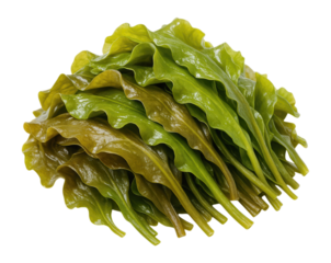 A pile of marinated green sea kale, also known as laminaria or pickled seaweed salad, Isolated on Transparent and White Background