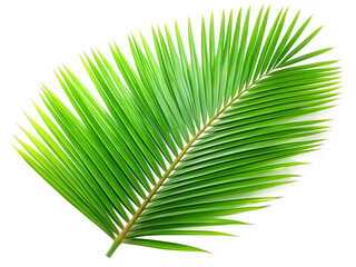 Obraz premium coconut leaves isolated on white background ,PNG.AI Generated.