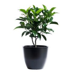 Small potted plant with dark green foliage