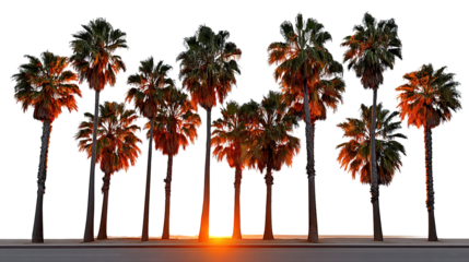 Palm Paradise: A row of tall, majestic palm trees is silhouetted against the radiant backdrop of the setting sun.