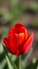 Vibrant red tulip blossom sparkling with morning dew in a garden landscape setting
