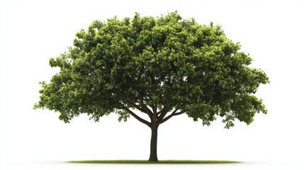 Lonely greenleaved tree stands alone on a white background nature photography isolated environment tranquil concept