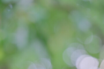 Obraz premium Soft green bokeh background with blurred circular shapes creating a dreamy atmosphere, ideal for design projects and nature-themed compositions with copy space