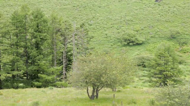 Trees Swaying in the Cool Breeze on the Green Plateau of a Summer Resort | Kirigamine Plateau, Nagano, Japan