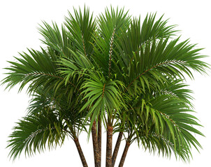 Fototapeta premium Exotic Adonidia Palms | Tropical Paradise Plants