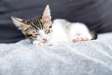 Adorable white kitten sleeping peacefully on soft grey blanket, close up of cute baby cat resting indoors, cozy and calm domestic pet photo perfect for animal care, sleep, or pet lifestyle themes