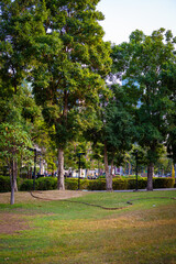 Green meadow grass in city tropical public tree park nature landscape
