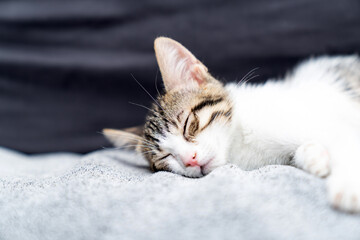 Adorable white kitten sleeping peacefully on soft grey blanket, close up of cute baby cat resting indoors, cozy and calm domestic pet photo perfect for animal care, sleep, or pet lifestyle themes
