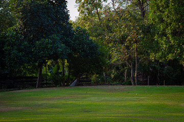 Green meadow grass in city tropical public tree park nature landscape
