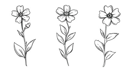 Three Delicate Floral Sketches with Stems and Leaves in Black and White