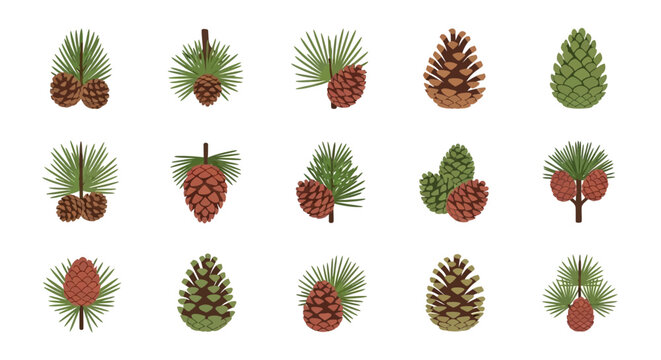 Assorted Pine Cones and Evergreen Sprigs Vector Illustration Set