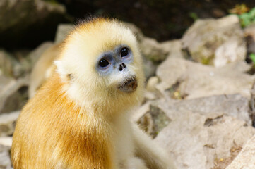 Golden Snub-Nosed Monkey Sitting on Rocks