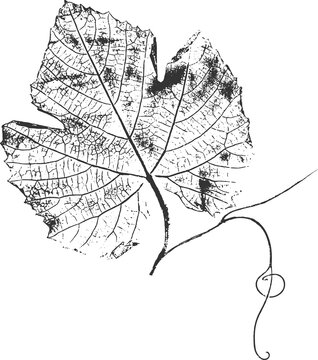 Grape leaf imprint with curling tendril, PNG.