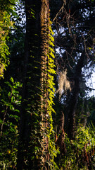 vines growing on tree