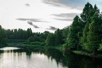 sunrise in the forest