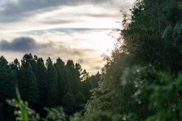 sunrise in the forest