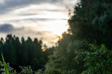 sunrise in the forest