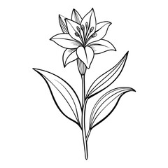 ixia corn lily line art vector -on-white