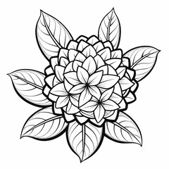 ixora  line art vector  on white-background