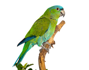 blue and yellow macaw ara ararauna