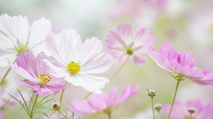 Fototapeta premium White Background Flower Photography in Fresh and Natural Style: Capturing the Purity of Blooms with Soft Light, Vibrant Petals, and Unfussy Composition – Ideal for Botanical Prints, Home Decor, and Li