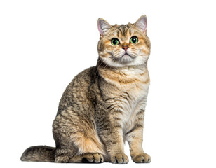 Obraz premium maine coon cat isolated