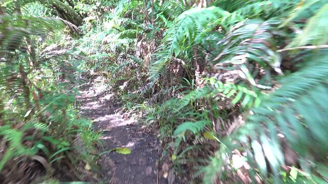A trail through a patch of old rain forest and ferns thikets. Sulawesi Island, Saputan, Indonesia
