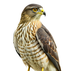 Fototapeta premium Coopers hawk bird, isolated on white background ,PNG.AI Generated.
