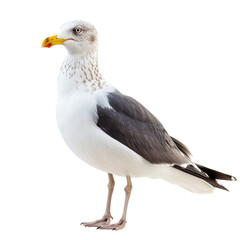 Fototapeta premium A graceful seagull, predominantly white with dark grey wings and a yellow beak, stands against a transparent background. background removed