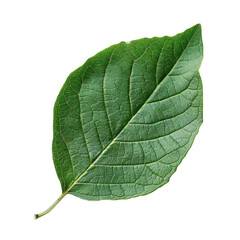 Obraz premium Single green leaf isolated on a transparent background, showcasing intricate vein patterns. background removed