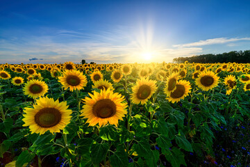 Beautiful sunset over sunflowers field