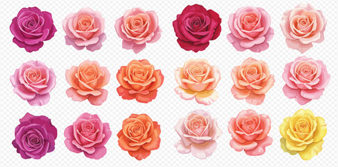 A beautiful collection of isolated rose flower heads in various warm shades of pink, red, orange, and yellow.