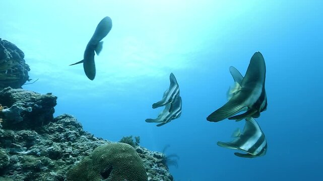 A group of teira batfish - Platax teira - swims gracefully beside a vibrant coral reef in El Nido, Philippines. These reef-associated fish are known for their flat bodies and schooling behavior.